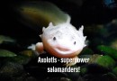 A Salamader with Superpowers, Can we Unlock the Secrets?