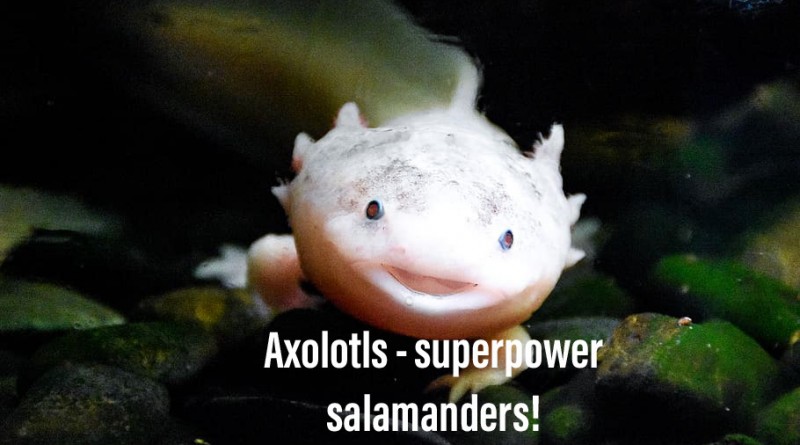 A Salamader with Superpowers, Can we Unlock the Secrets?