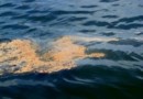 Mauritius Oil Spill – What Happened and How Can You Help?
