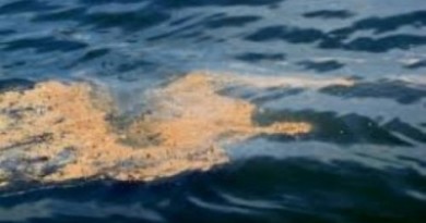 Mauritius Oil Spill – What Happened and How Can You Help?