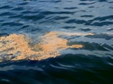 Mauritius Oil Spill – What Happened and How Can You Help?